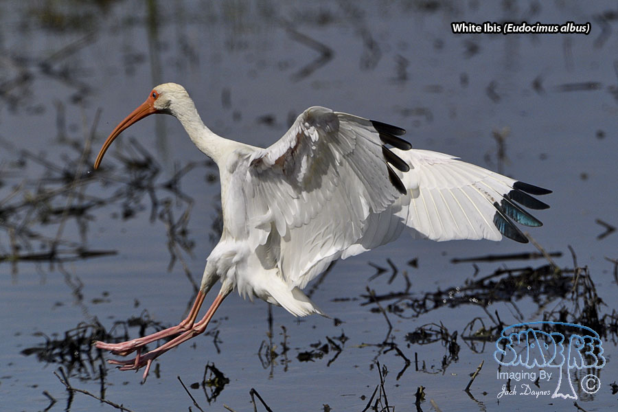 White Ibis - Eudocimus albus