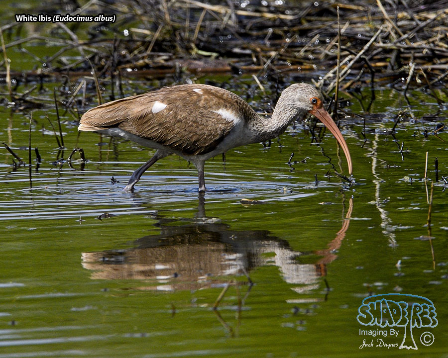 White Ibis - Eudocimus albus