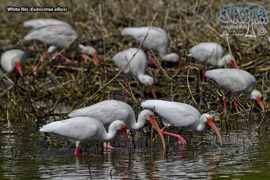 White Ibis - Eudocimus albus