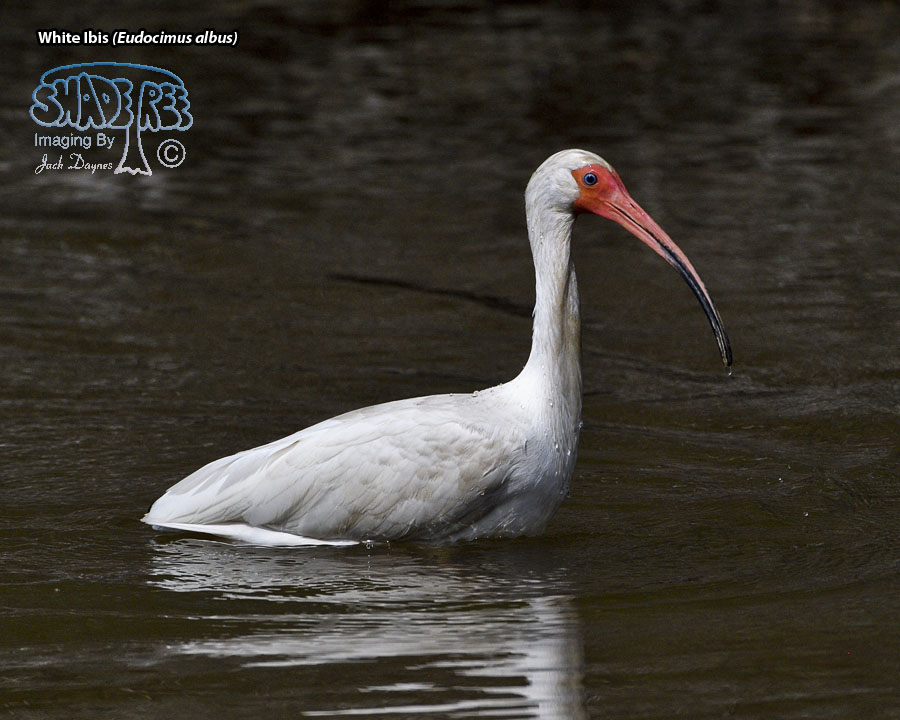 White Ibis - Eudocimus albus