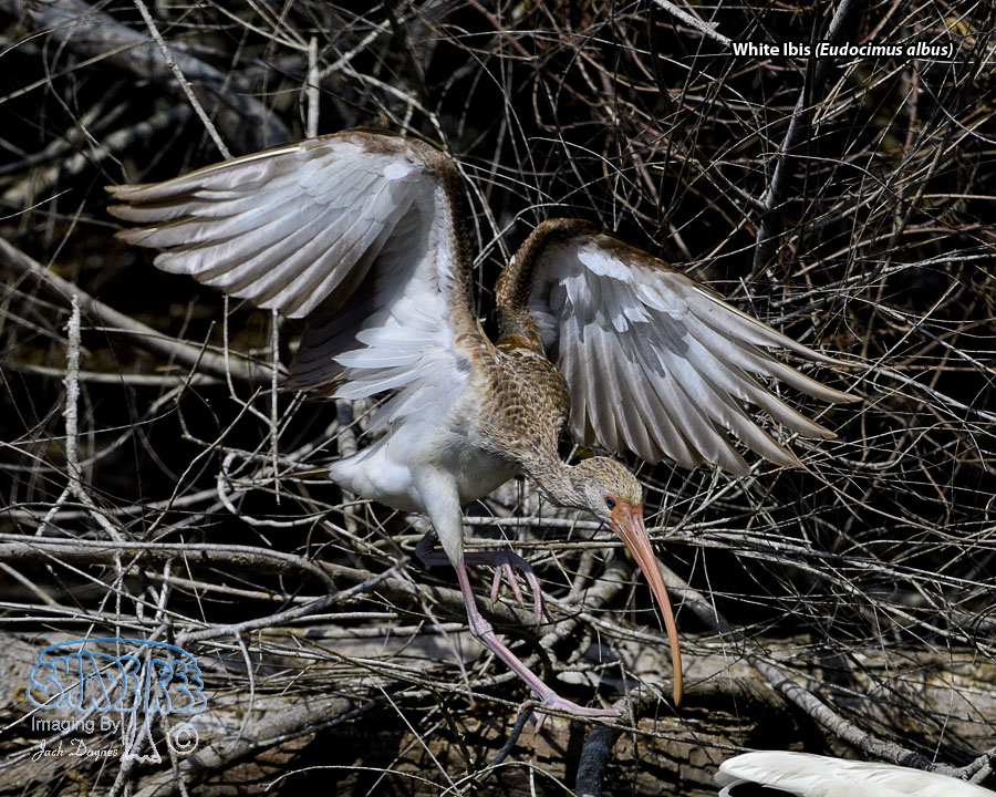 White Ibis - Eudocimus albus