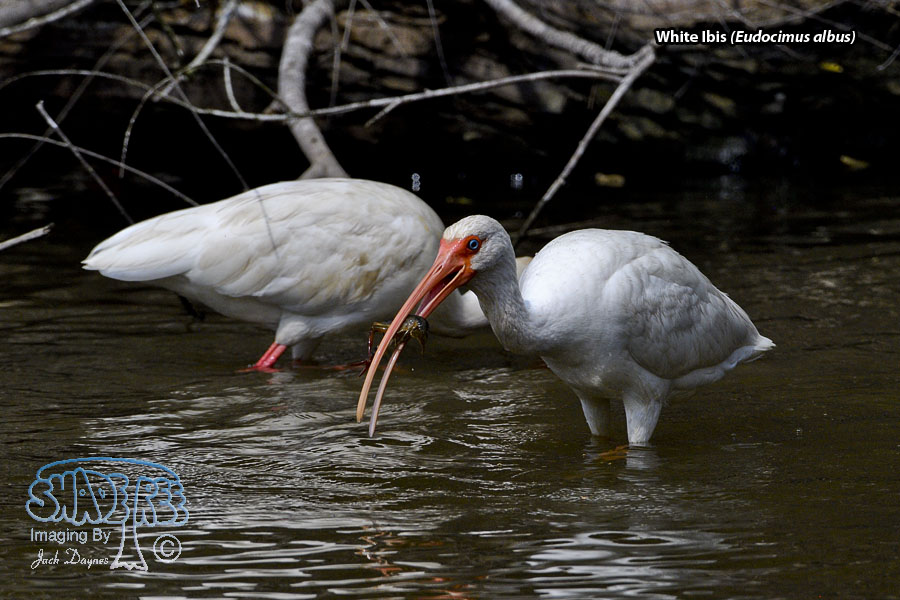 White Ibis - Eudocimus albus
