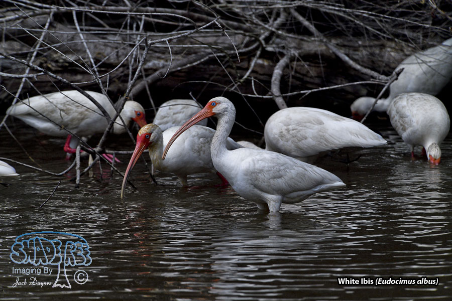 White Ibis - Eudocimus albus