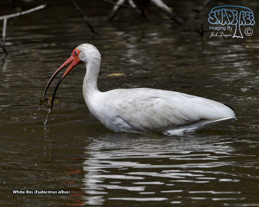 White Ibis - Eudocimus albus