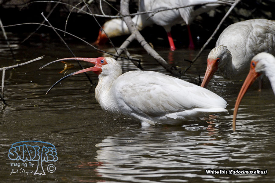 White Ibis - Eudocimus albus