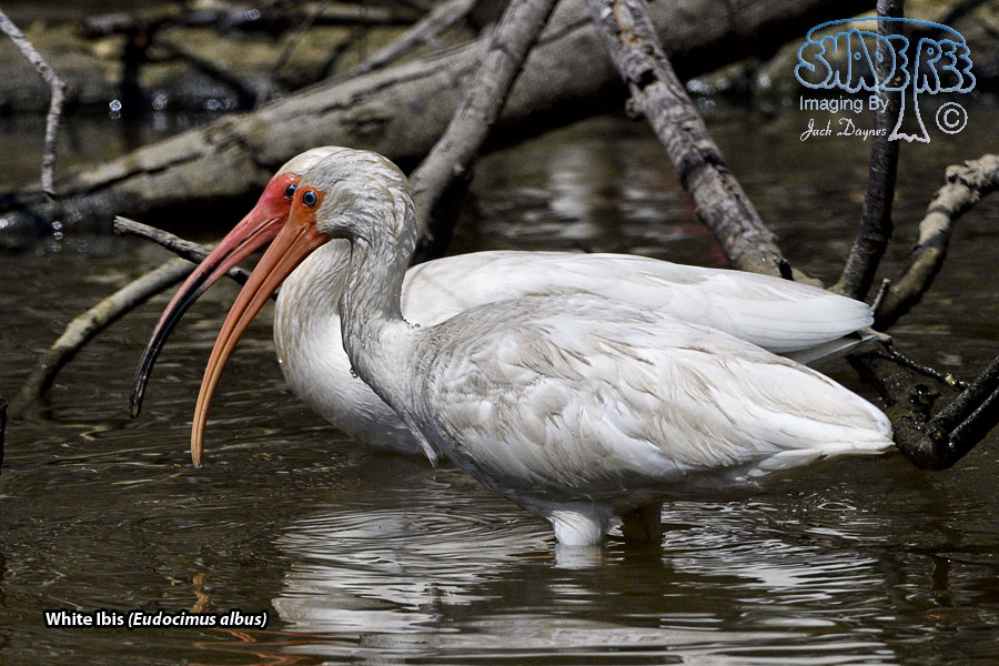 White Ibis - Eudocimus albus