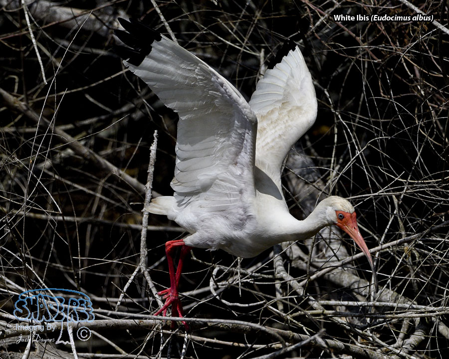 White Ibis - Eudocimus albus