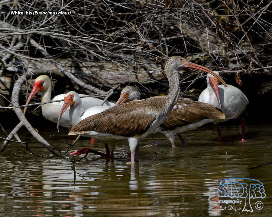 White Ibis - Eudocimus albus