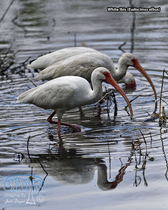 White Ibis - Eudocimus albus