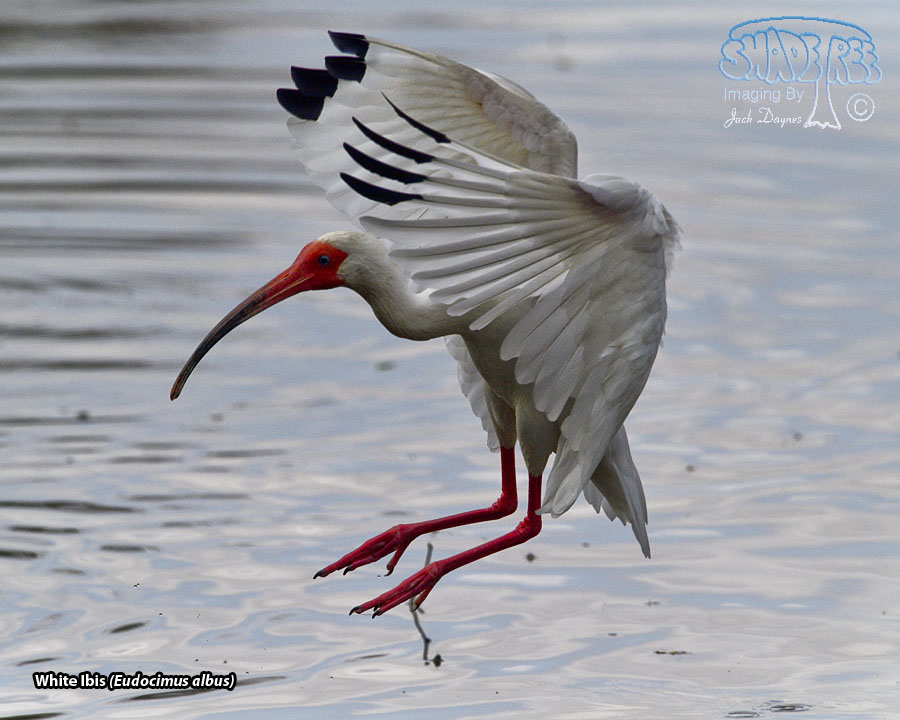 White Ibis - Eudocimus albus