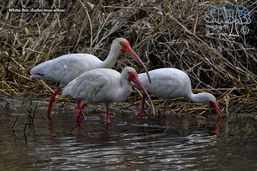 White Ibis - Eudocimus albus
