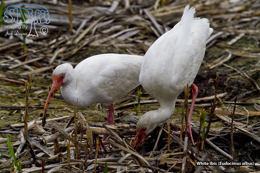 White Ibis - Eudocimus albus