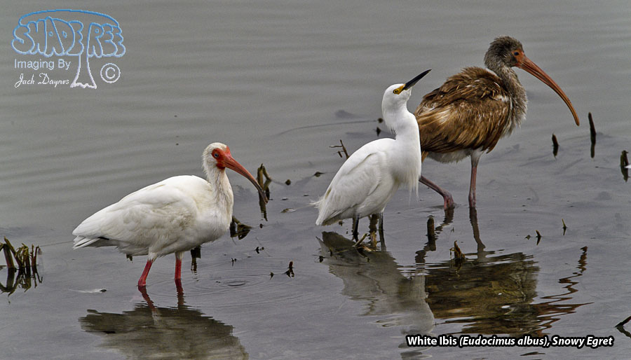 White Ibis - Eudocimus albus