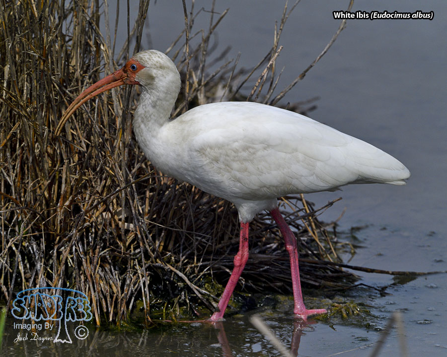 White Ibis - Eudocimus albus