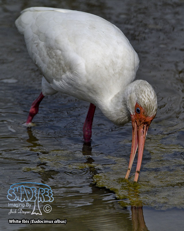 White Ibis - Eudocimus albus