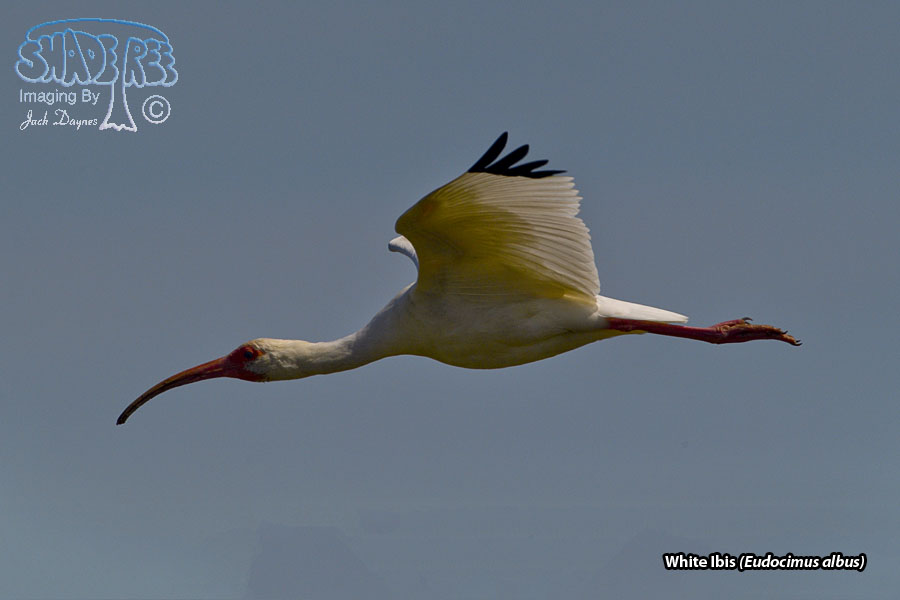 White Ibis - Eudocimus albus