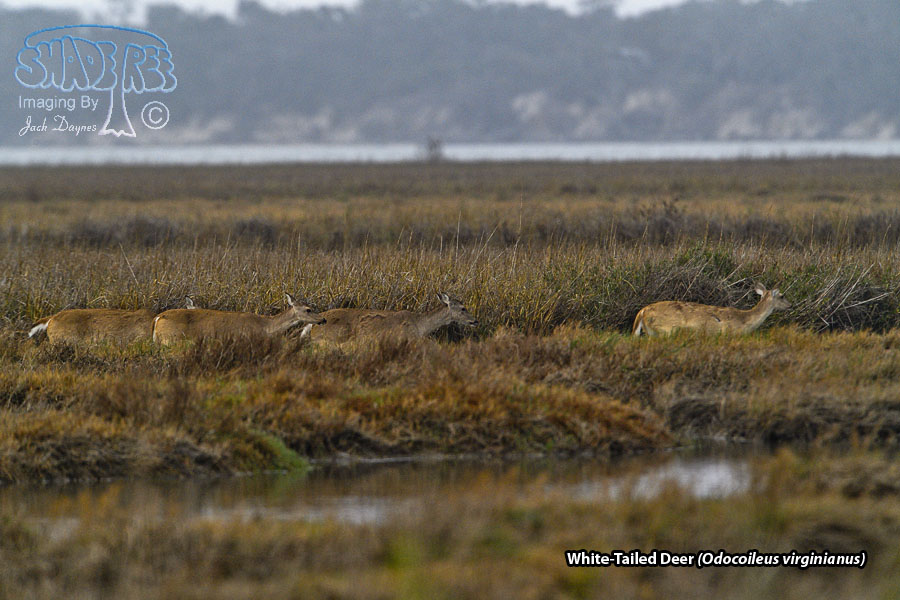 White-Tailed Deer - Odocoileus virginianus