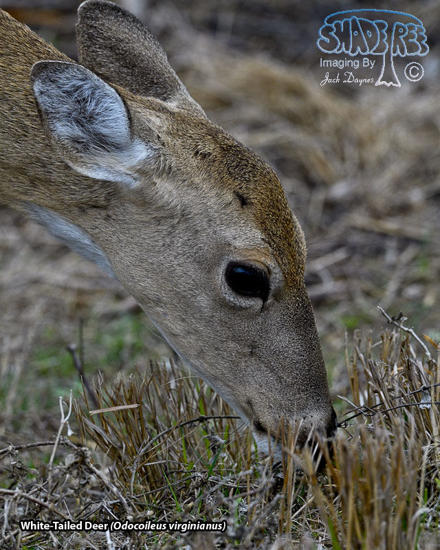 White-Tailed Deer - Odocoileus virginianus