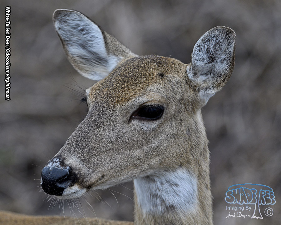 White-Tailed Deer - Odocoileus virginianus