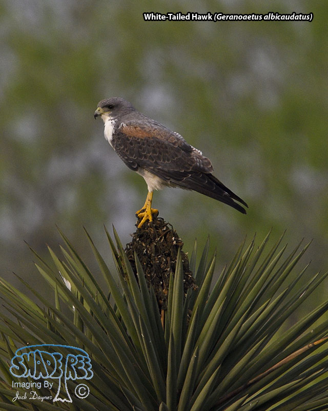 White-Tailed Hawk - Geranoaetus albicaudatus