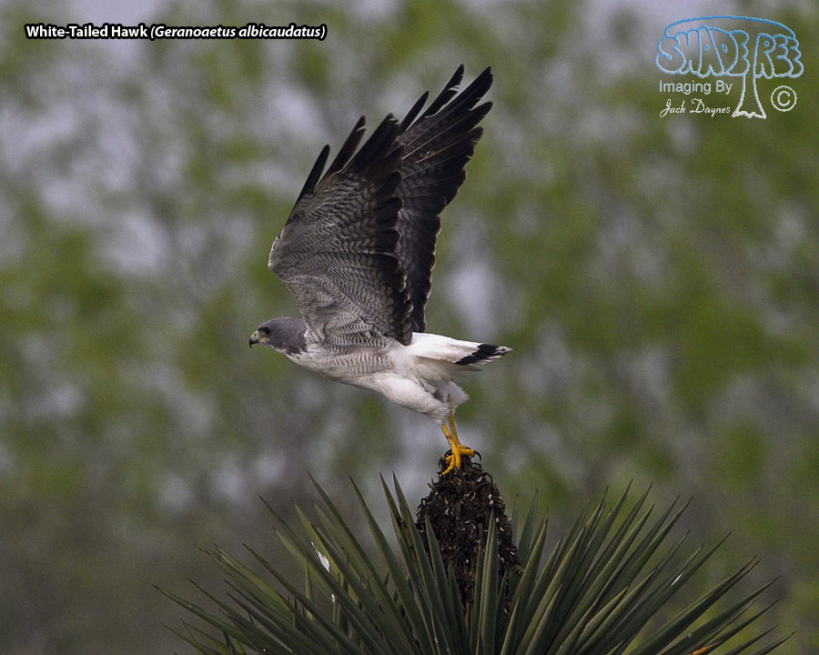White-Tailed Hawk - Geranoaetus albicaudatus