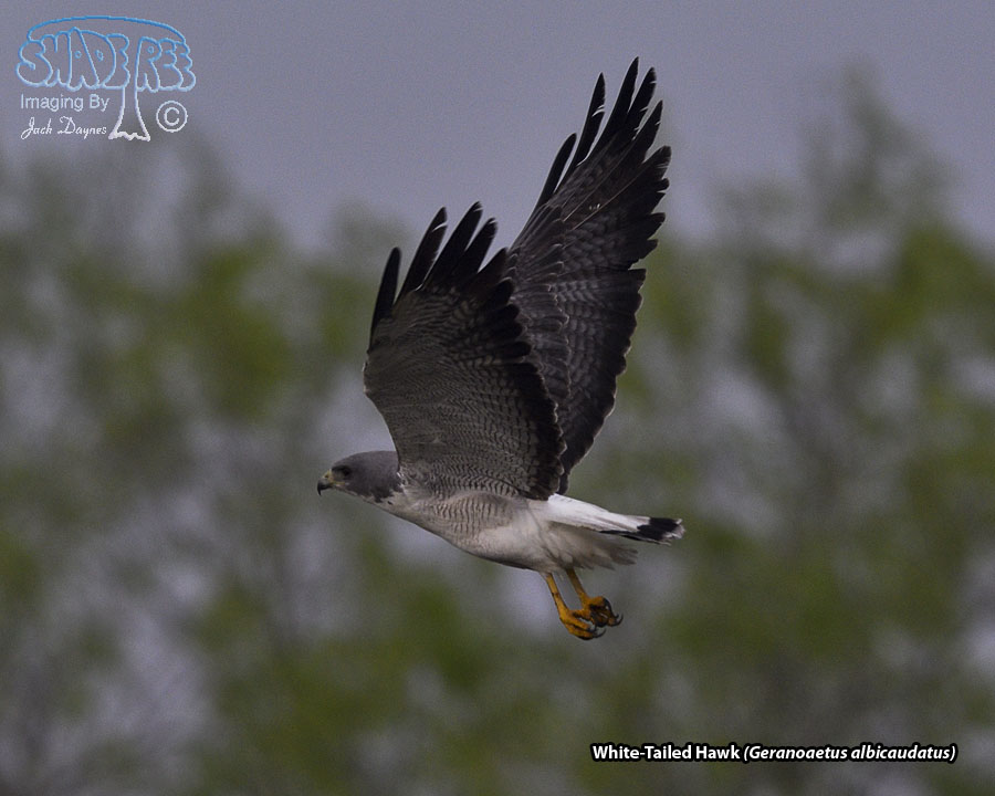 White-Tailed Hawk - Geranoaetus albicaudatus