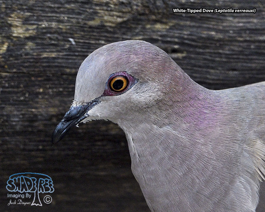White-Tipped Dove - Leptotila verreauxi