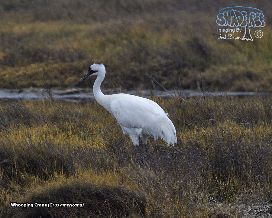 Whooping Crane - Grus americana