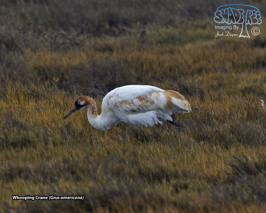 Whooping Crane - Grus americana
