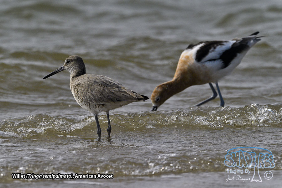 Willet - Tringa semipalmata