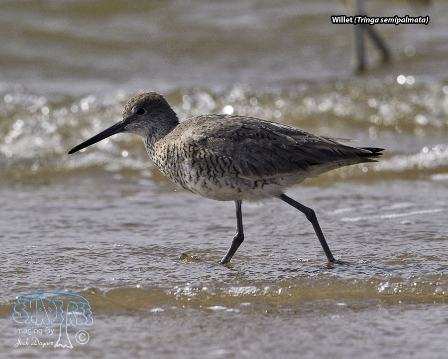 Willet - Tringa semipalmata