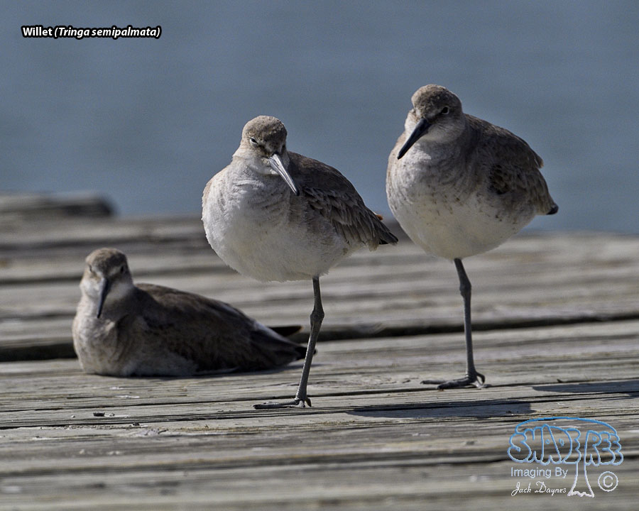Willet - Tringa semipalmata