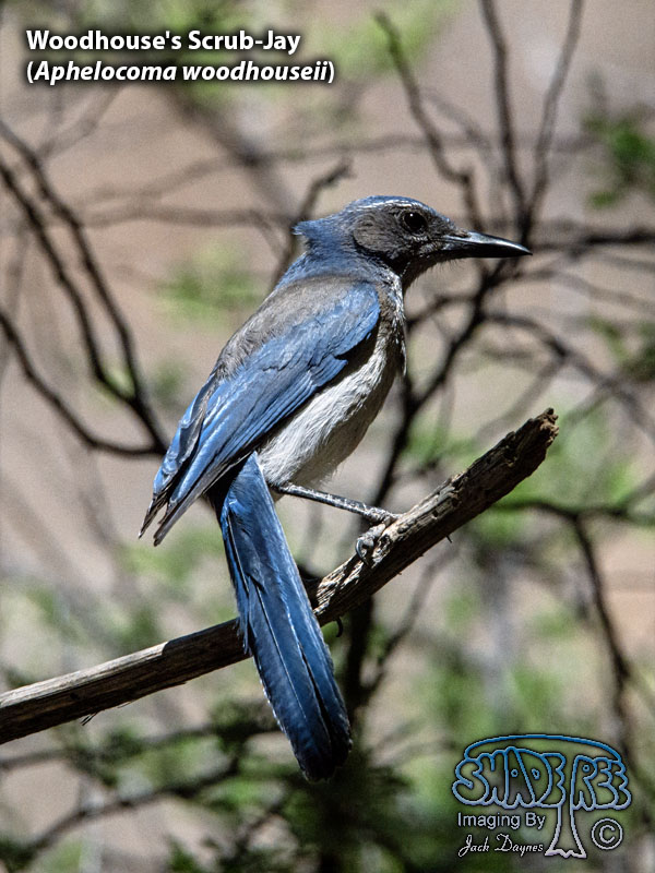 Woodhouse's Scrub-Jay - Aphelocoma woodhouseii