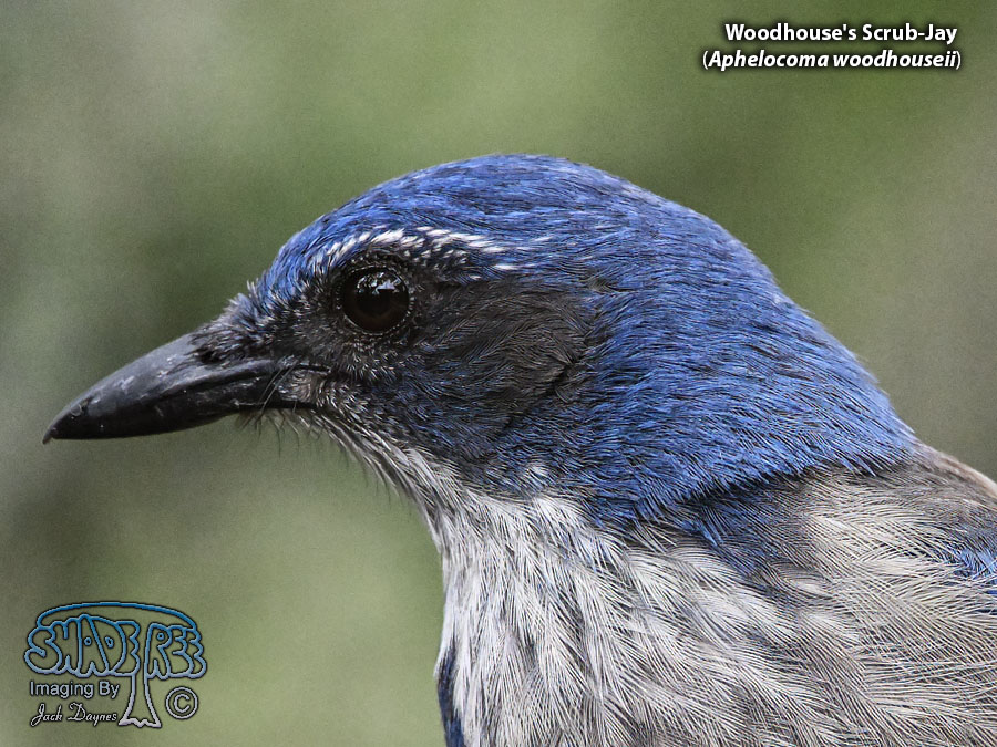 Woodhouse's Scrub-Jay - Aphelocoma woodhouseii