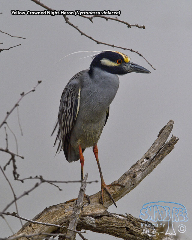 Yellow-Crowned Night-Heron - Nyctanassa violacea