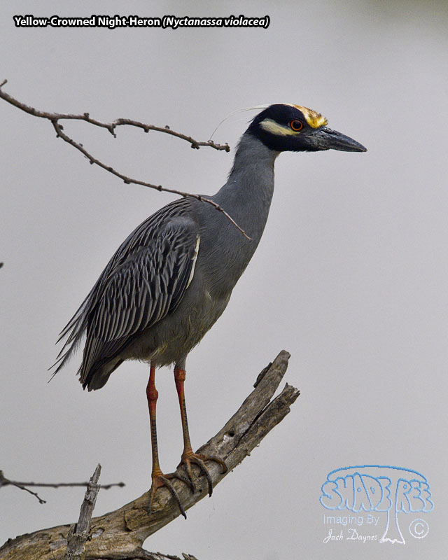 Yellow-Crowned Night-Heron - Nyctanassa violacea