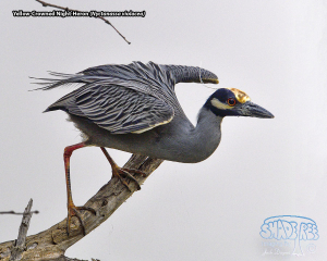 2021-03-24 At Estero Llano, Even Slow Days Are Good