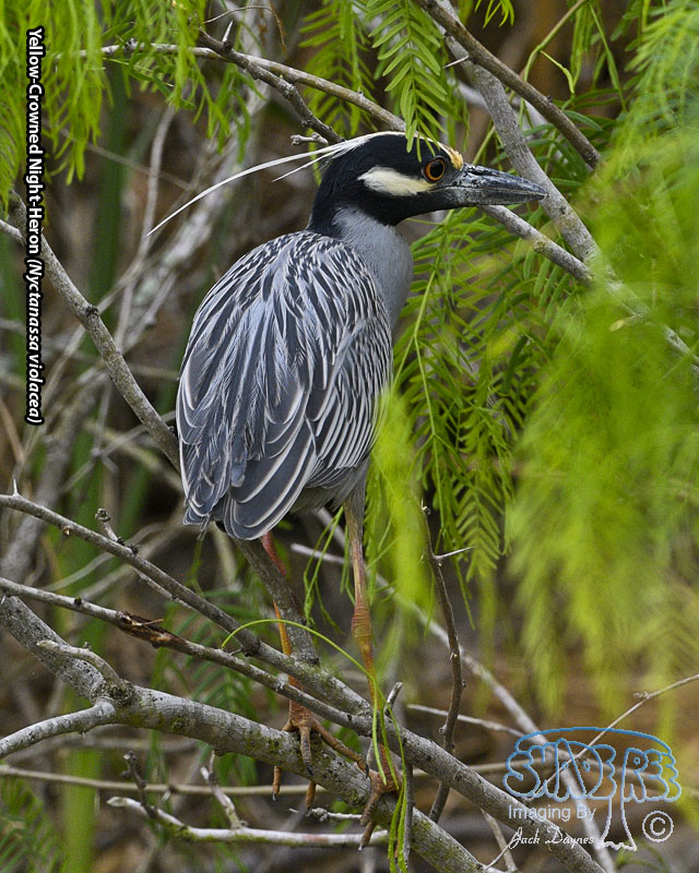 Yellow-Crowned Night-Heron - Nyctanassa violacea