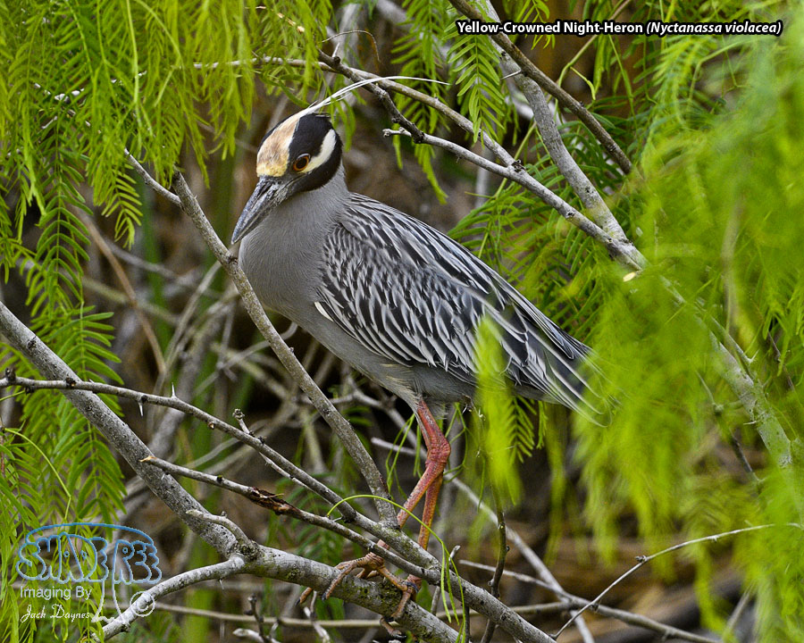 Yellow-Crowned Night-Heron - Nyctanassa violacea