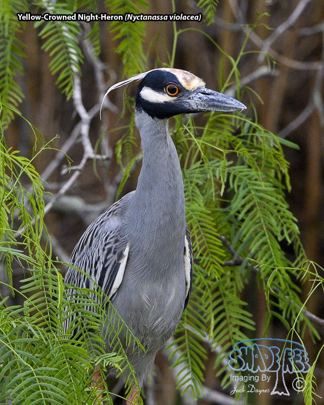 Yellow-Crowned Night-Heron - Nyctanassa violacea