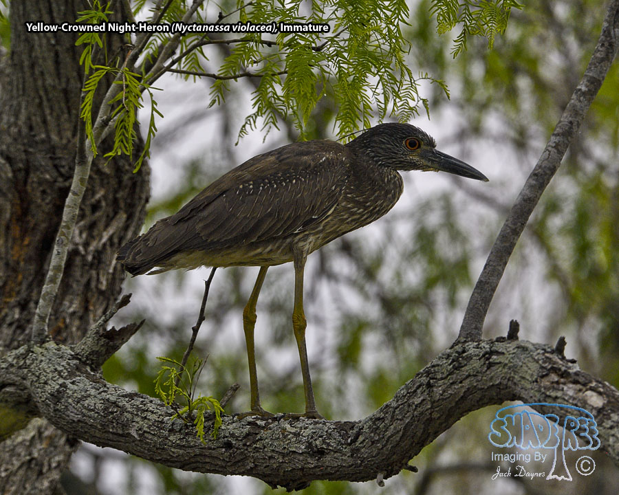 Yellow-Crowned Night-Heron - Nyctanassa violacea