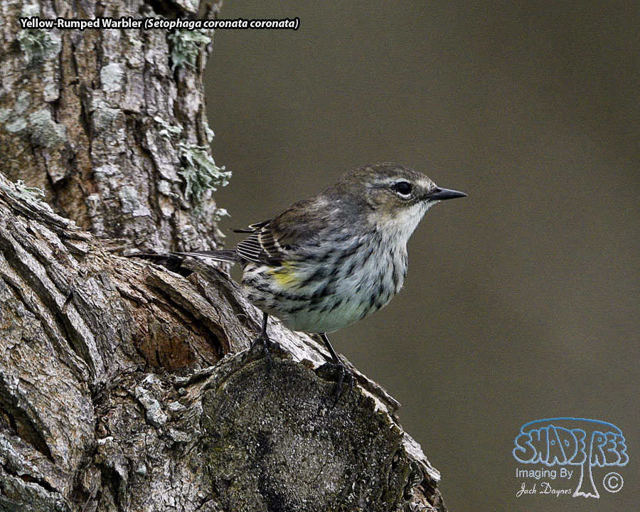 Yellow-Rumped Warbler - Setophaga coronata coronata
