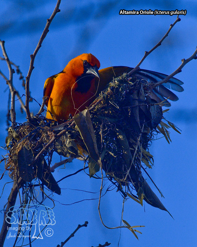 Altamira Oriole - Icterus gularis