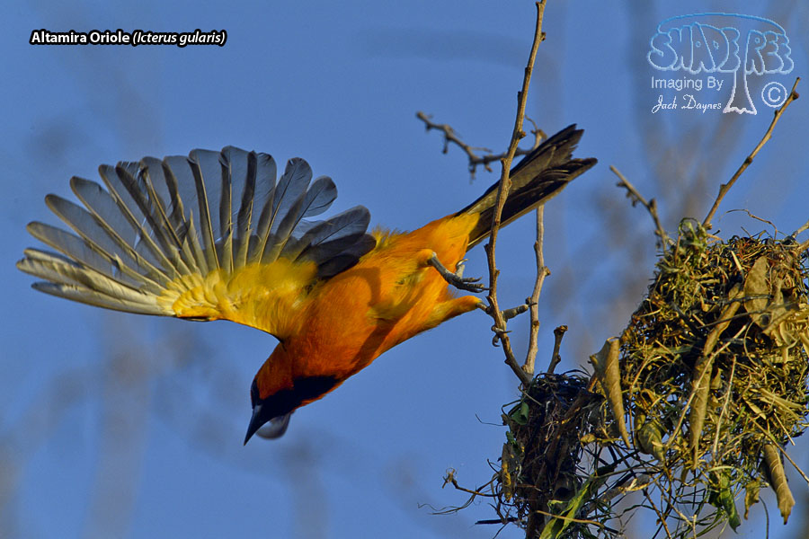 Altamira Oriole - Icterus gularis