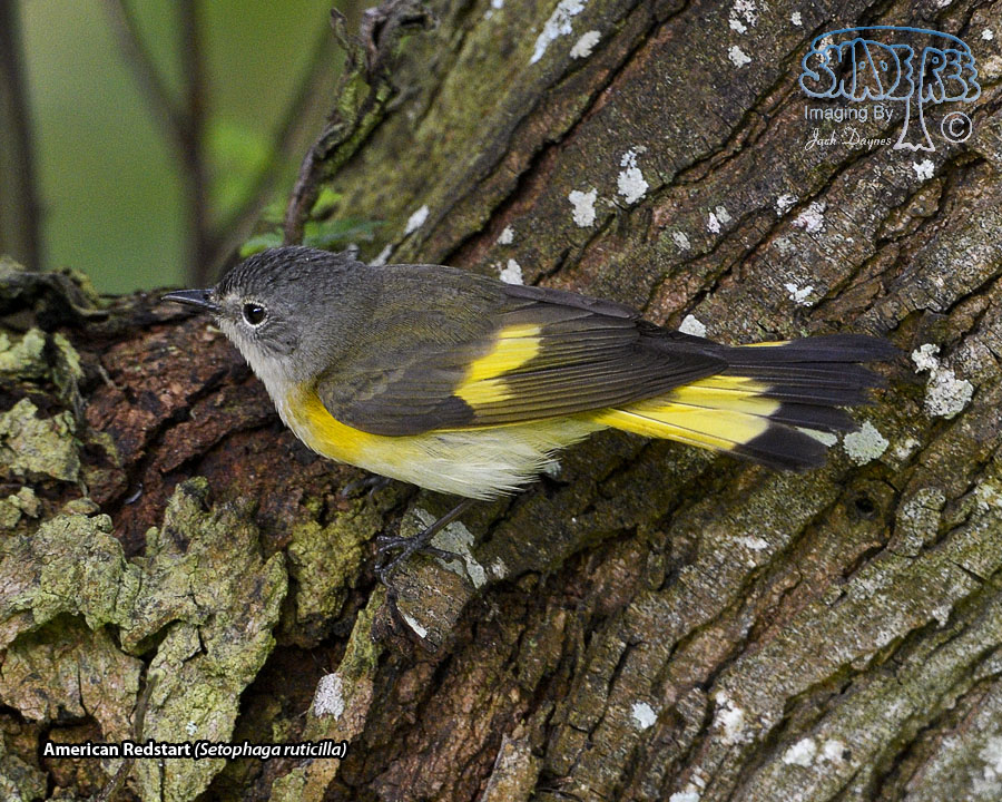 American Redstart - Setophaga ruticilla