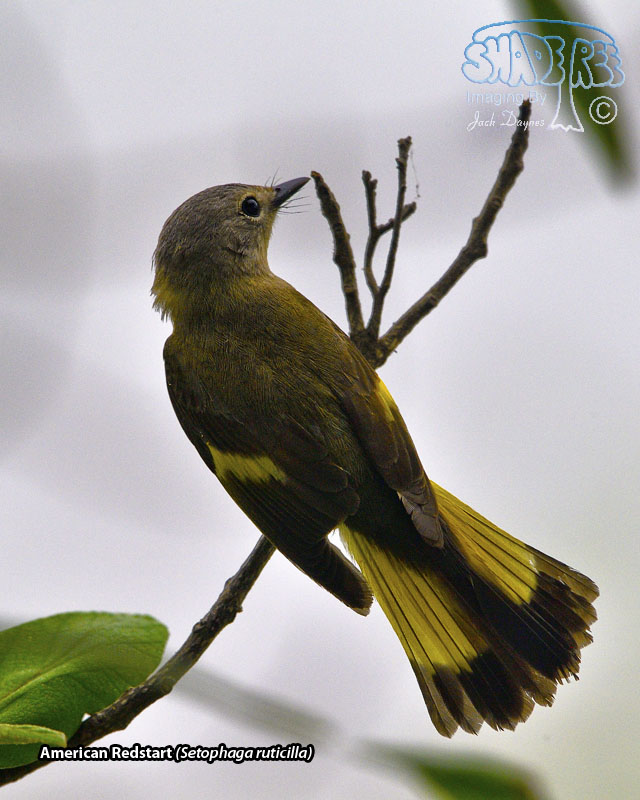 American Redstart - Setophaga ruticilla