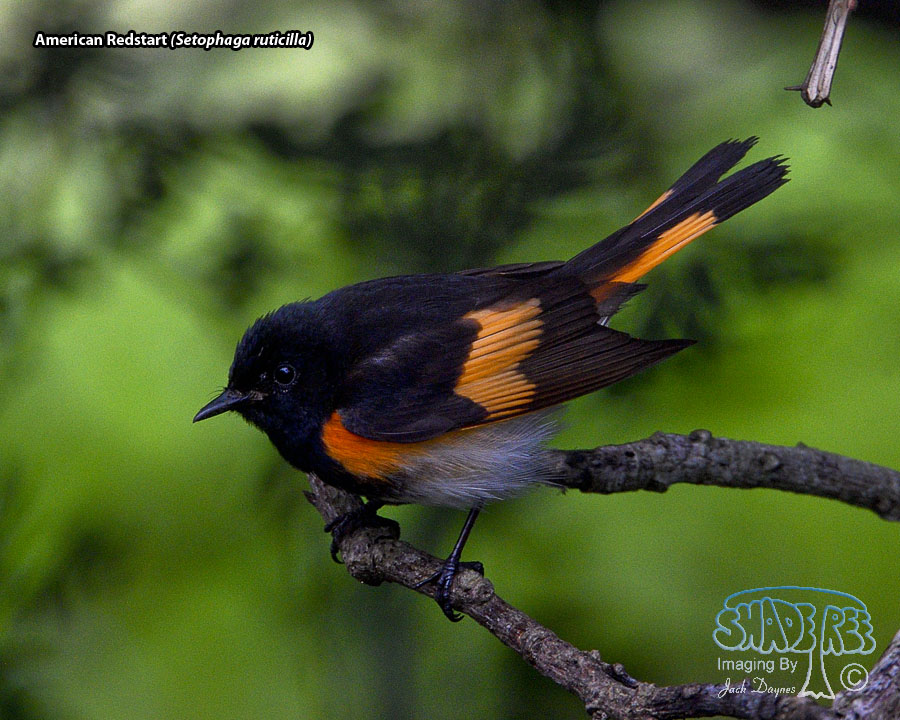 American Redstart - Setophaga ruticilla