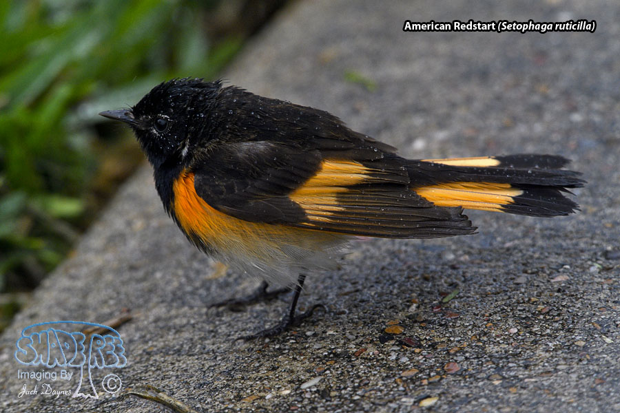 American Redstart - Setophaga ruticilla