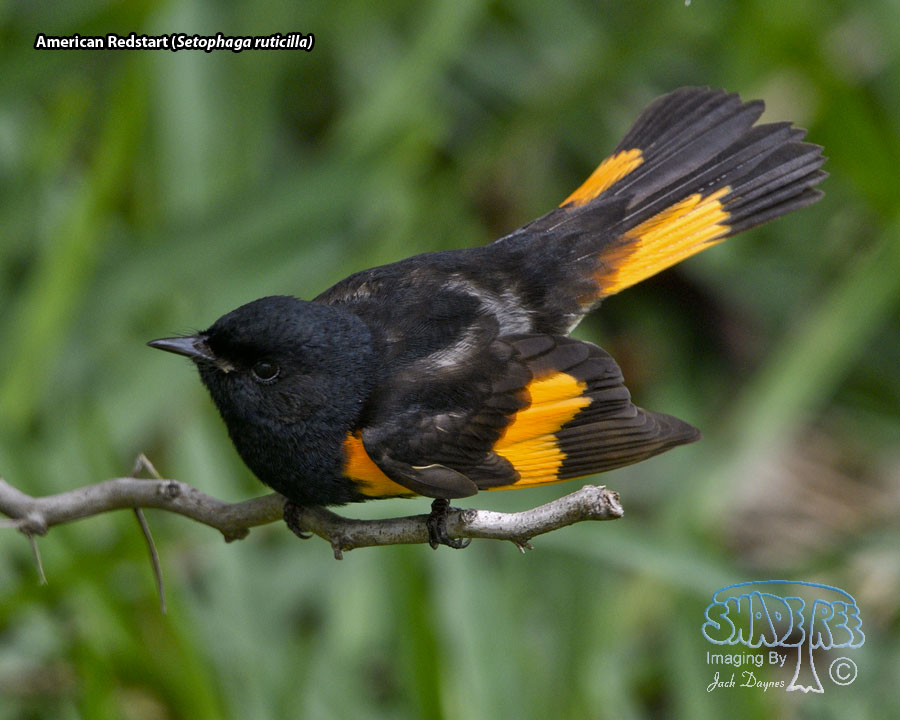 American Redstart - Setophaga ruticilla