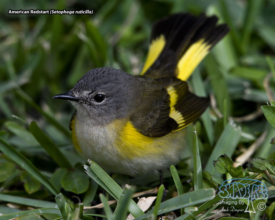 American Redstart - Setophaga ruticilla